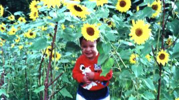 August 2001, sunflowers - click for larger picture